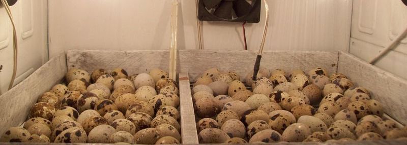 Как выбрать бытовой инкубатор для яиц